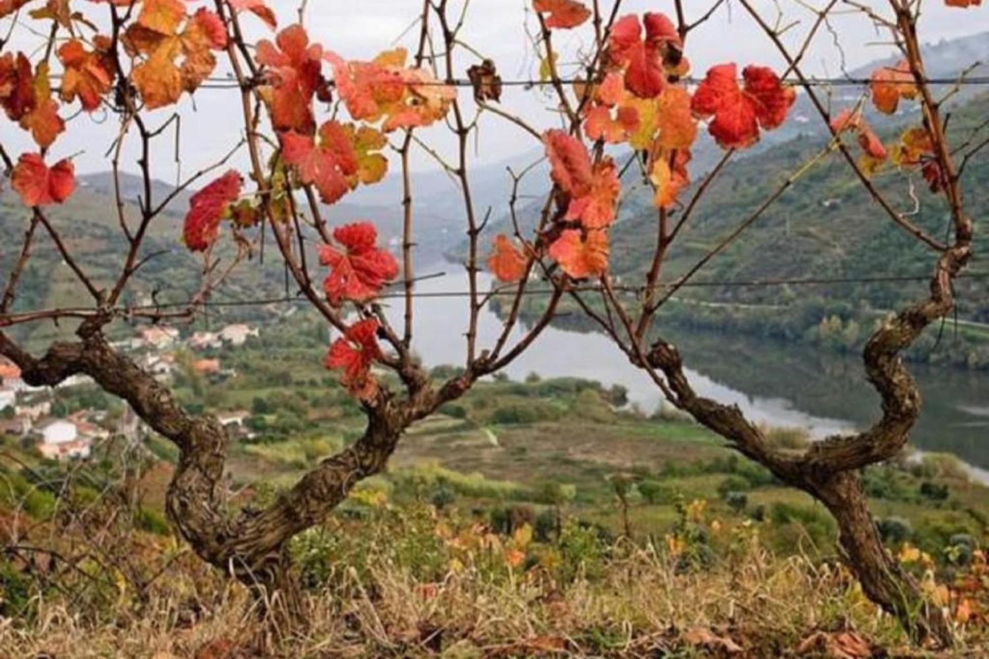 Sobreiro'S Villa In Douro Valley Mesão Frio Dış mekan fotoğraf