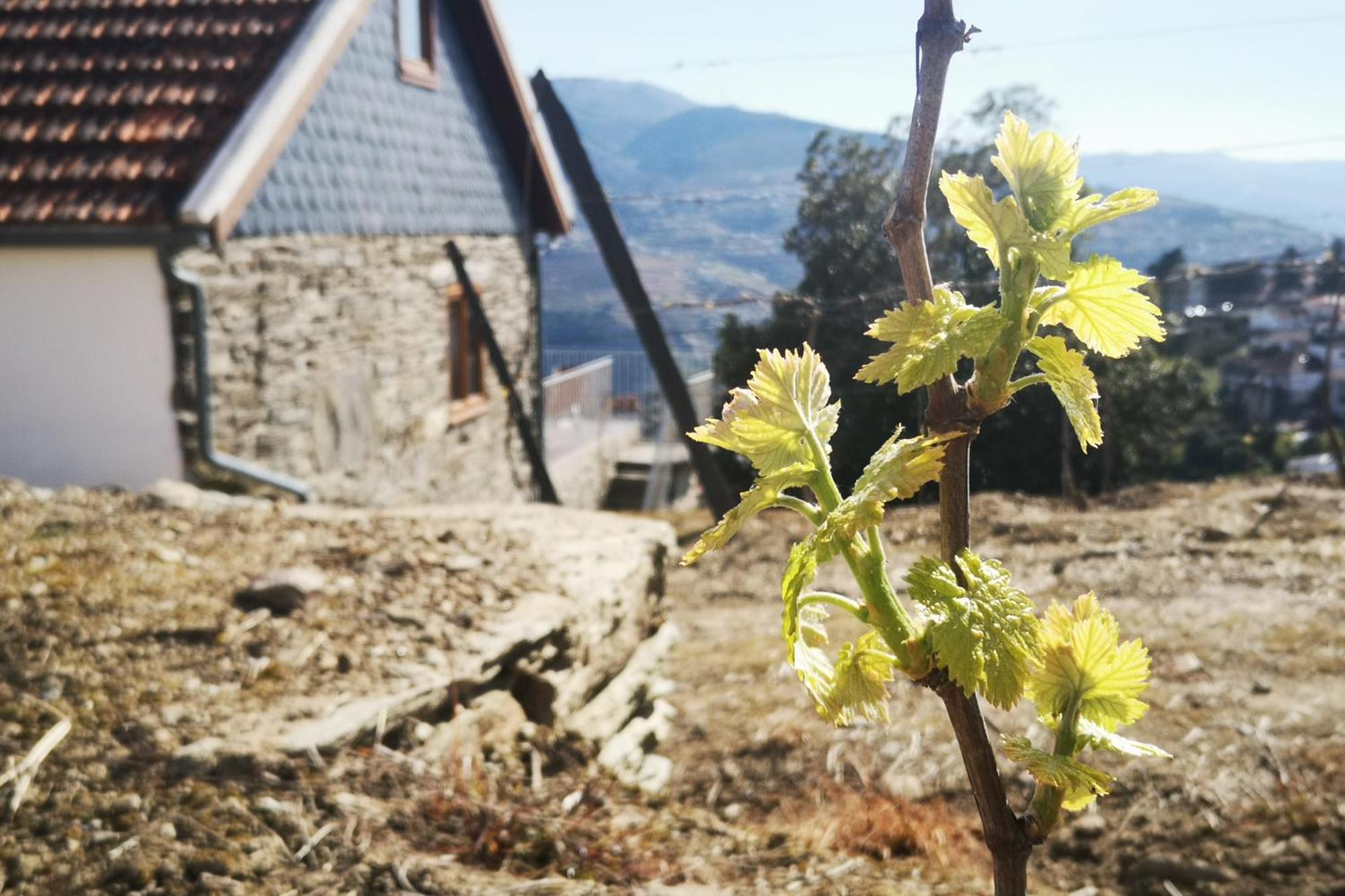 Sobreiro'S Villa In Douro Valley Mesão Frio Dış mekan fotoğraf